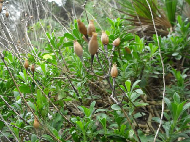 Silene cfr. fruticosa